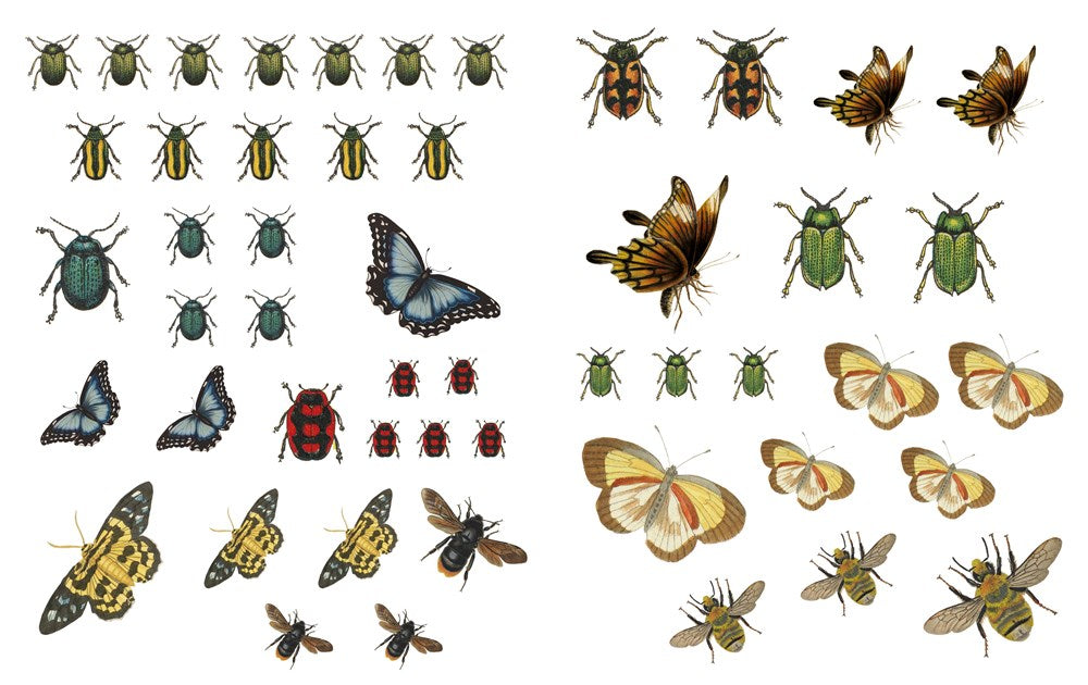 COLLAGE THE BOTANICAL WORLD