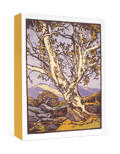 WILLIAM S. RICE: WESTERN SYCAMORE BOXED THANK YOU NOTECARDS