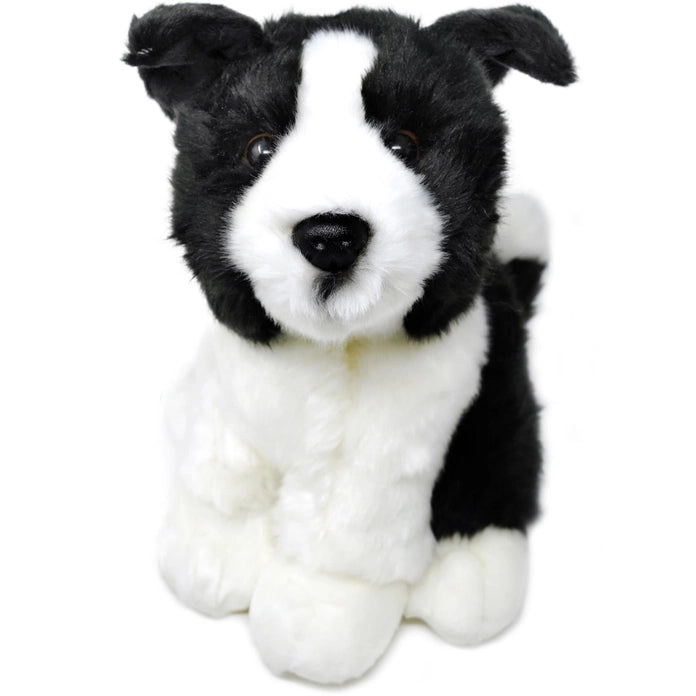 BORNA THE BORDER COLLIE