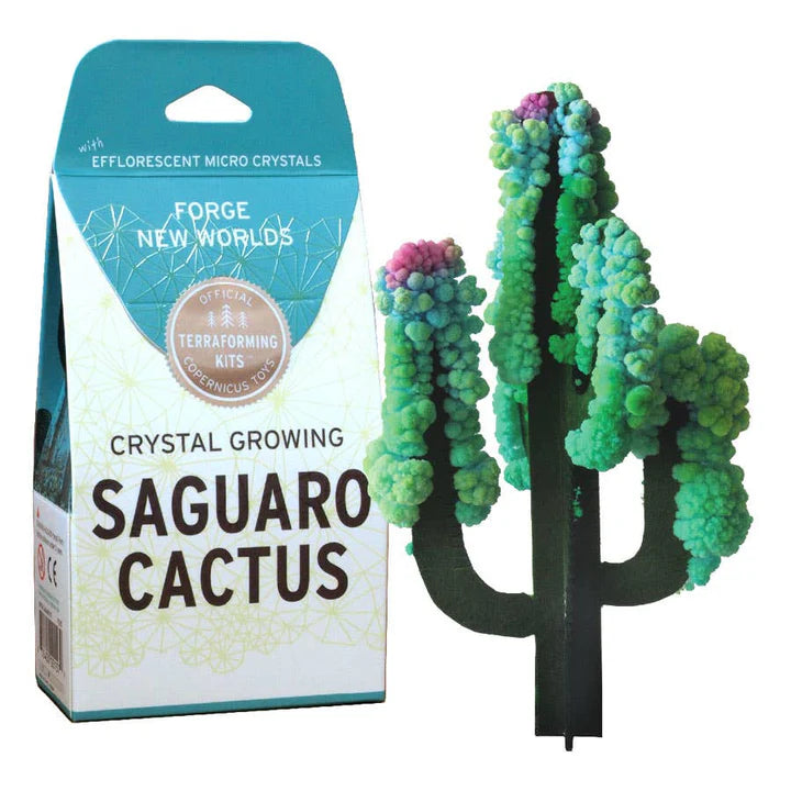 SAGUARO GROWING CACTUS