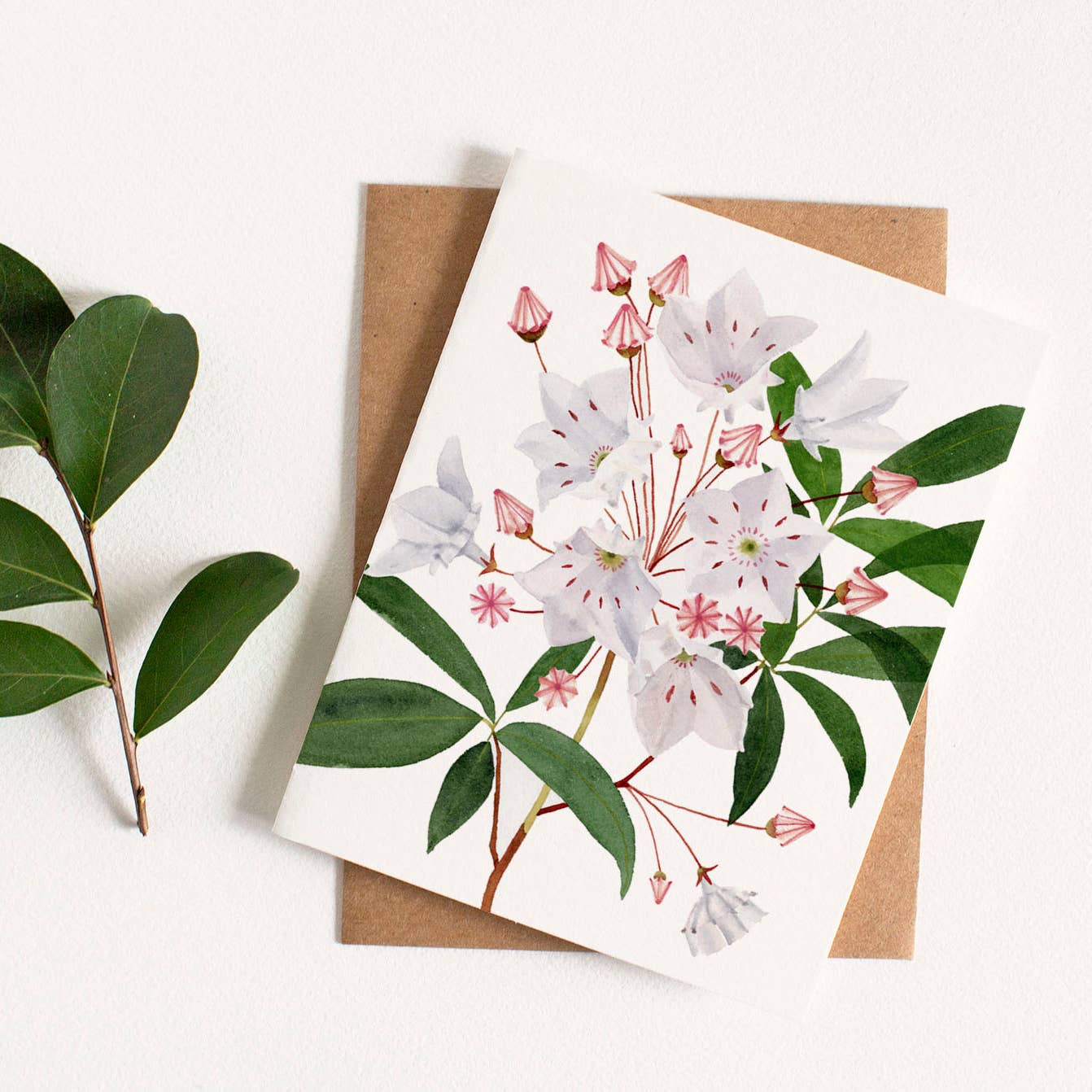 MOUNTAIN LAUREL GREETING CARD