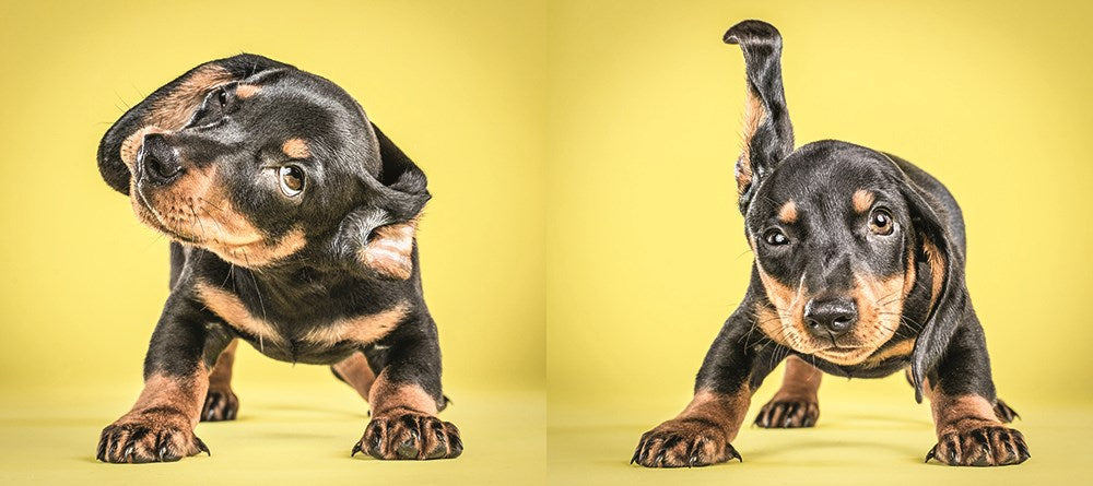 SHAKE PUPPIES