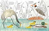 1001 BIRDS