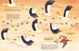 1001 BIRDS