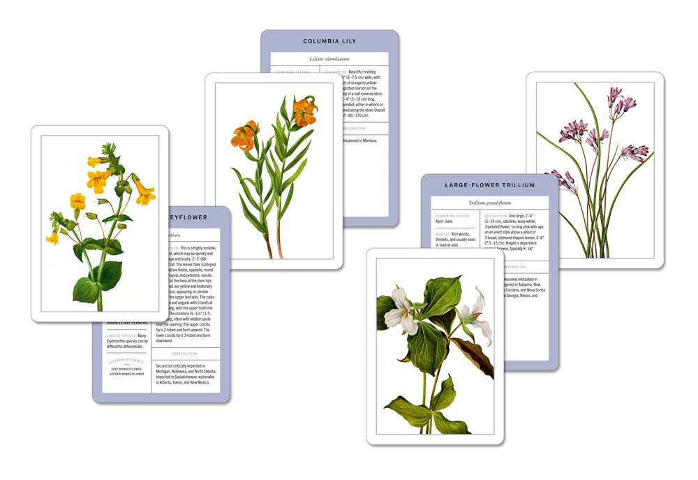 NEW YORK BOTANICAL GARDEN WILDFLOWER FLASHCARDS