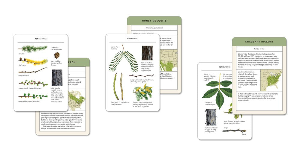 SIBLEY TREE IDENTIFICATION FLASHCARDS