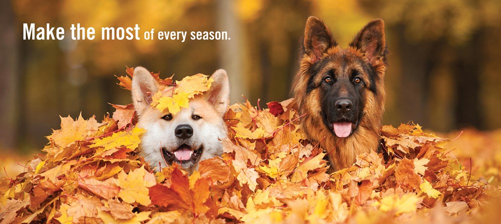 REALLY IMPORTANT STUFF MY DOG HAS TAUGHT ME