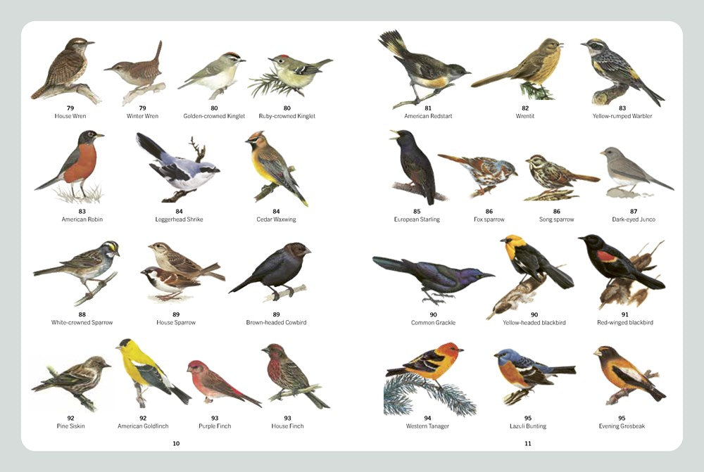 A FIELD GUIDE TO BACKYARD BIRDS OF NORTH AMERICA
