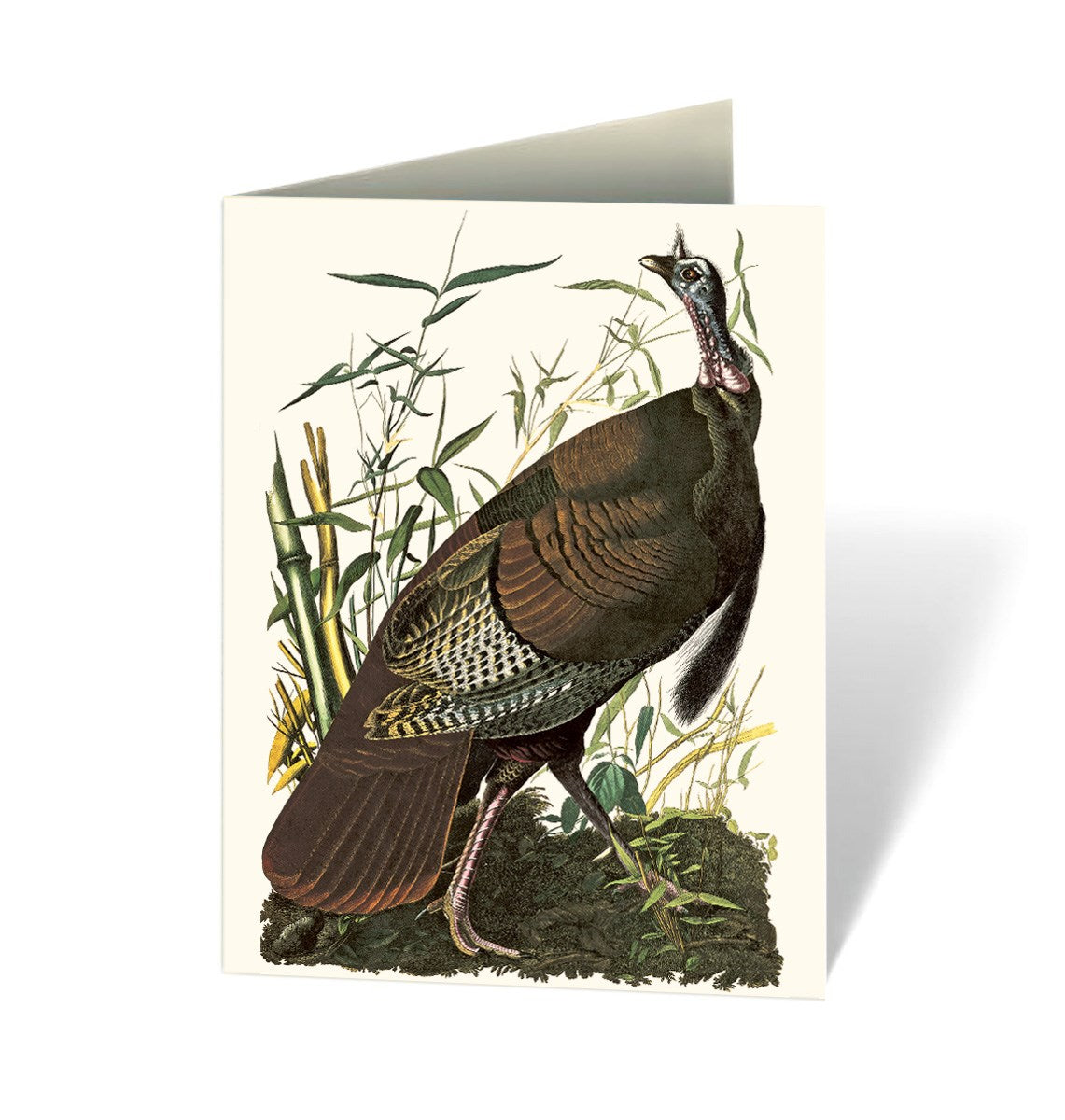 AUDUBON'S BIRDS OF AMERICAS NOTECARD SET
