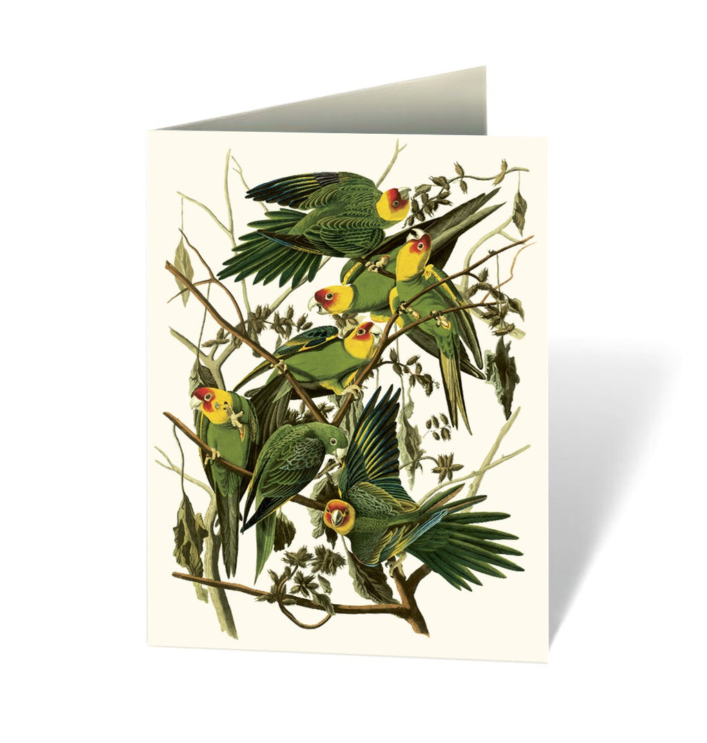 AUDUBON'S BIRDS OF AMERICAS NOTECARD SET