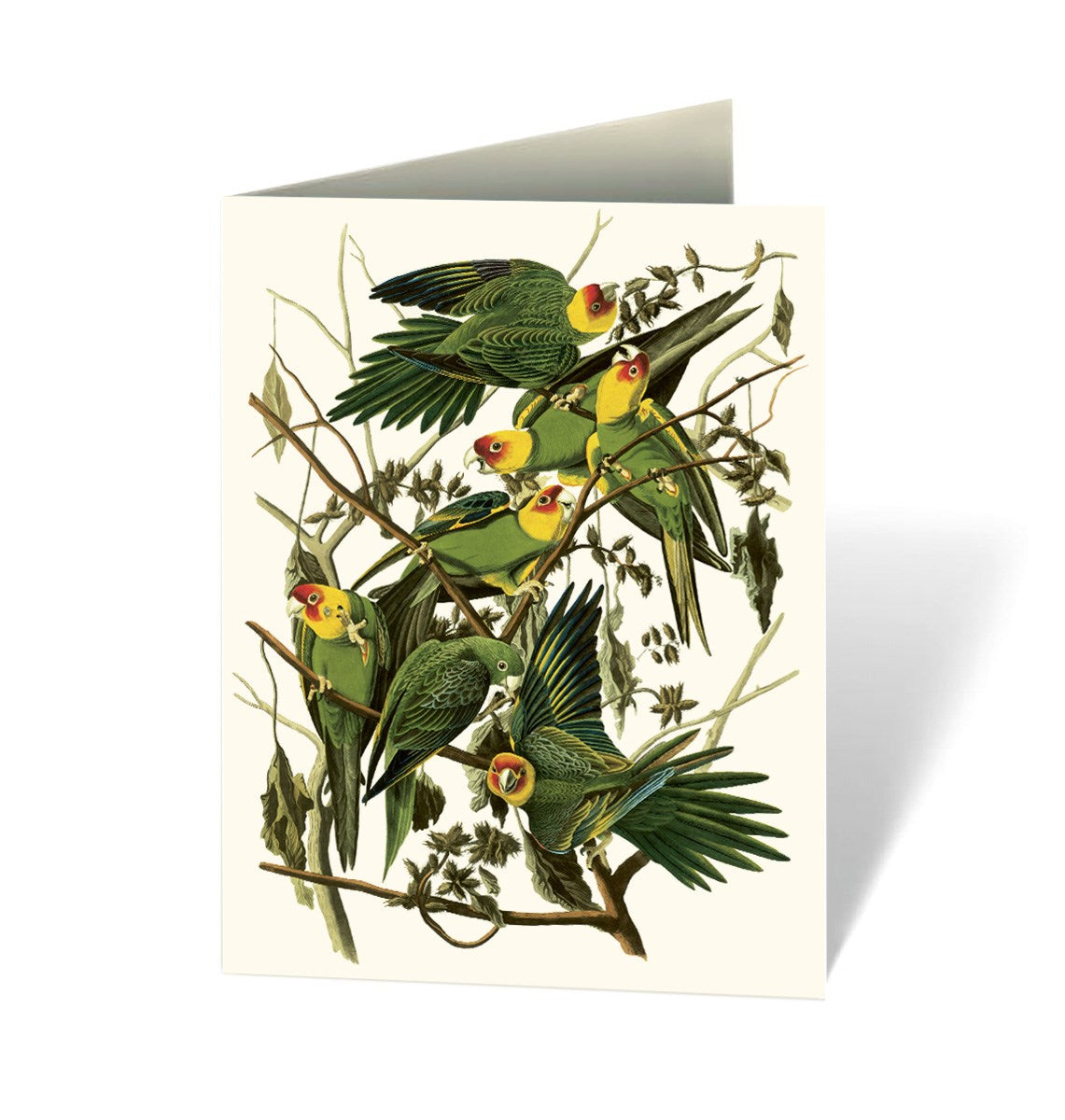 AUDUBON'S BIRDS OF AMERICAS NOTECARD SET