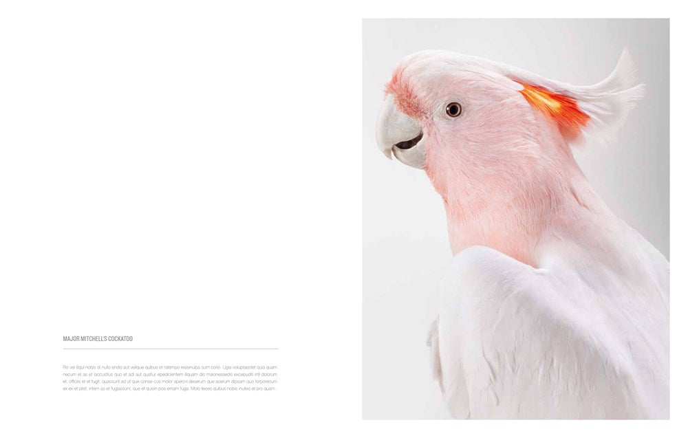 BIRD LOVE