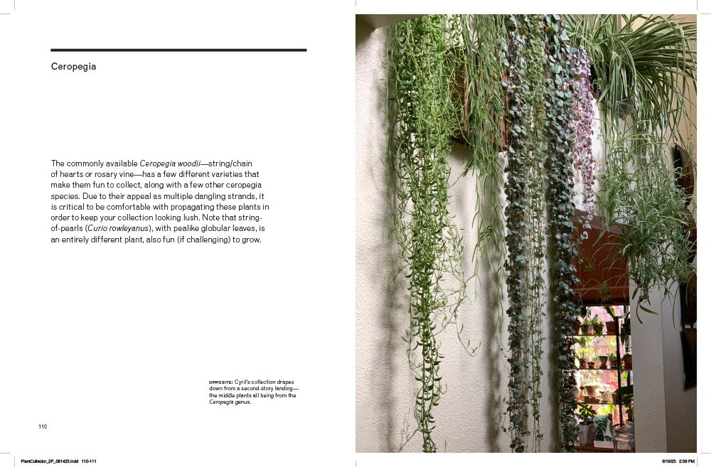 THE NEW PLANT COLLECTOR