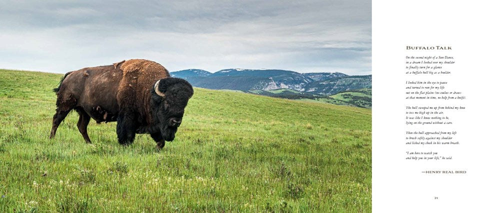 BISON: PORTRAIT OF AN ICON