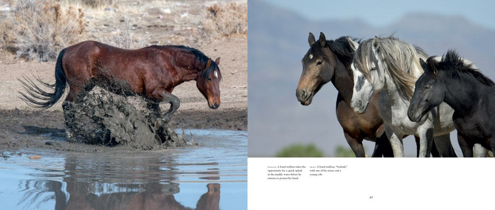 WILD HORSES OF THE WEST