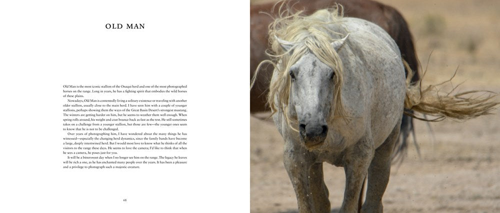WILD HORSES OF THE WEST