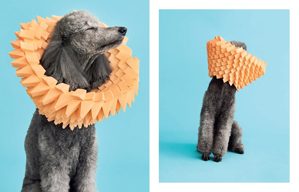 CONE OF SHAME