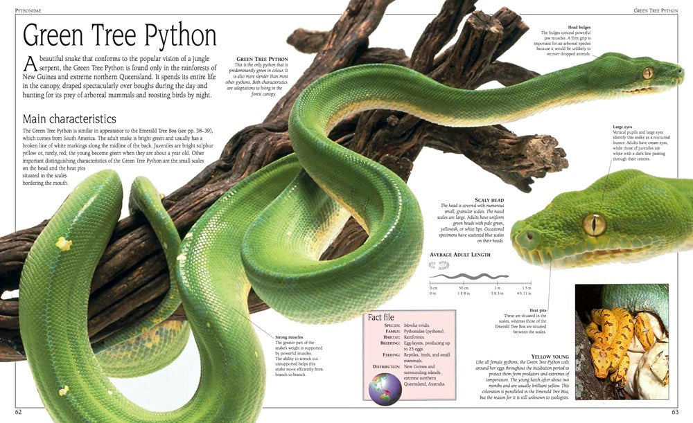 SNAKE: THE ESSENTIAL VISUAL GUIDE