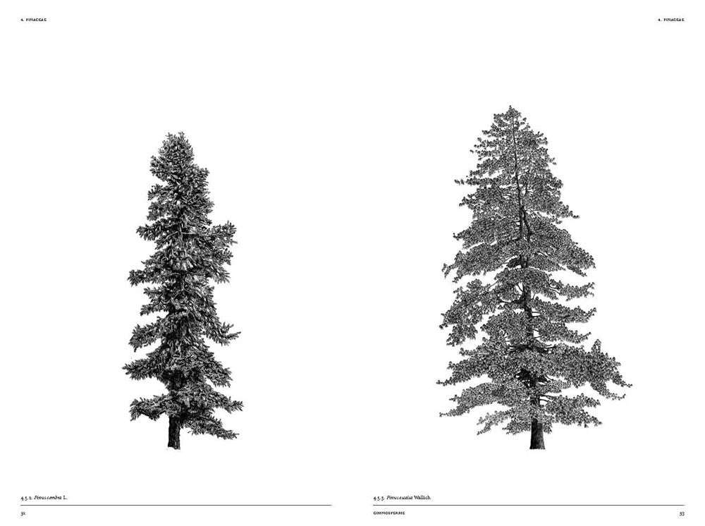 THE ARCHITECTURE OF TREES