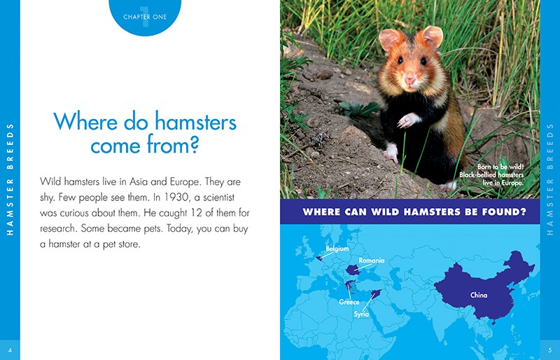 CURIOUS ABOUT HAMSTERS
