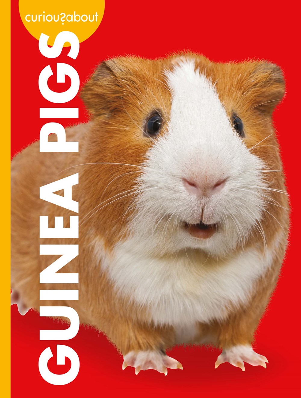 CURIOUS ABOUT GUINEA PIGS
