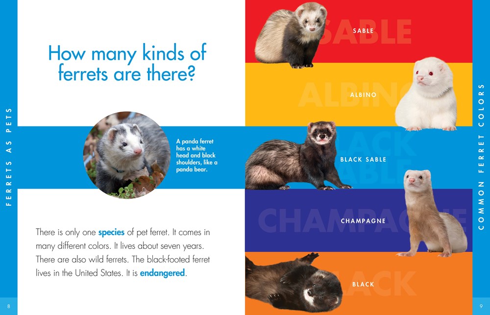 CURIOUS ABOUT FERRETS