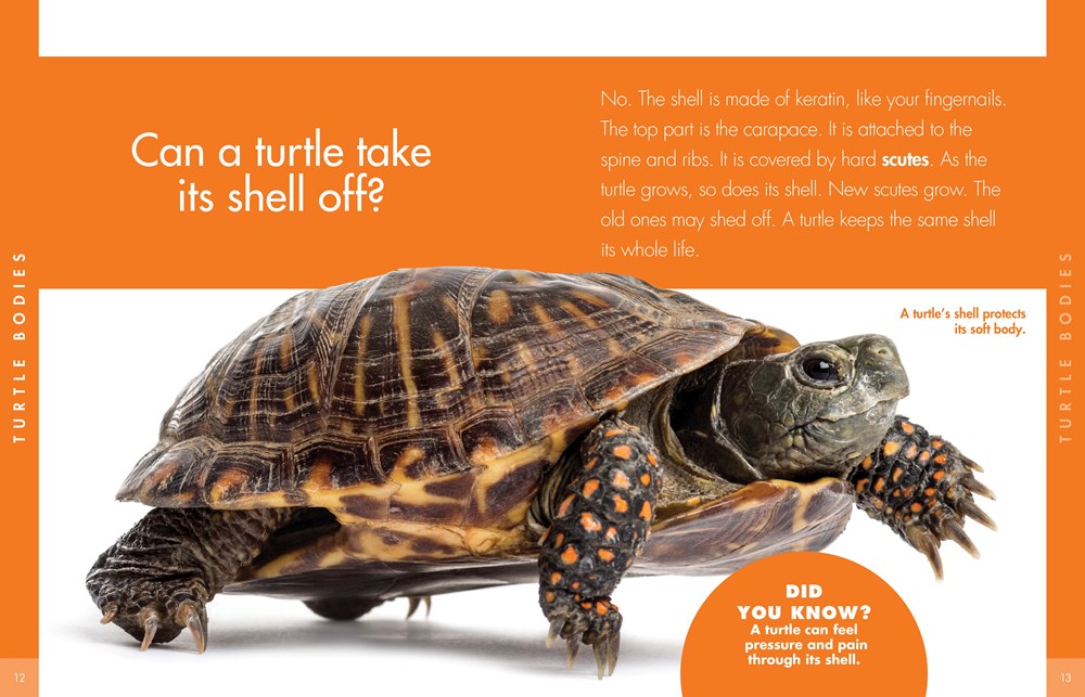 CURIOUS ABOUT TURTLES