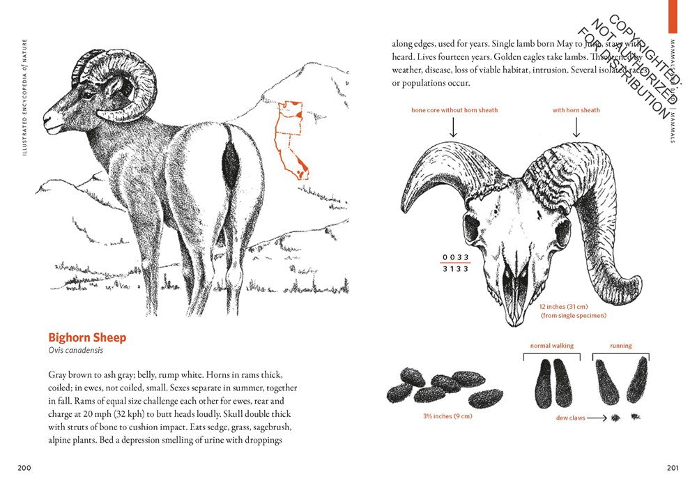 HOW TO READ THE WILDERNESS