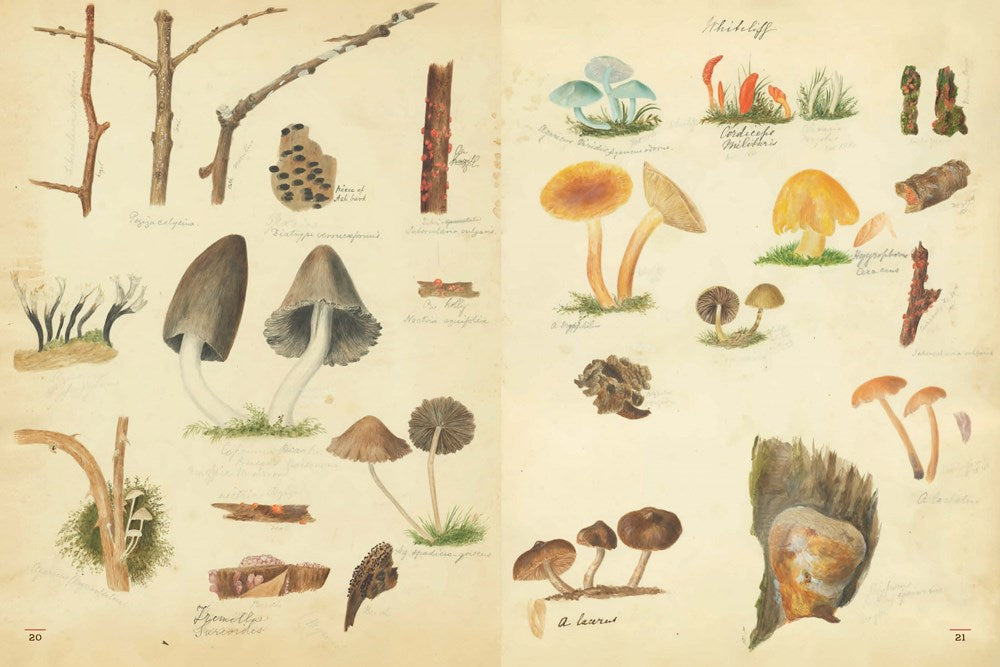 FUNGI COLLECTED IN SHROPSHIRE AND OTHER NEIGHBOURHOODS