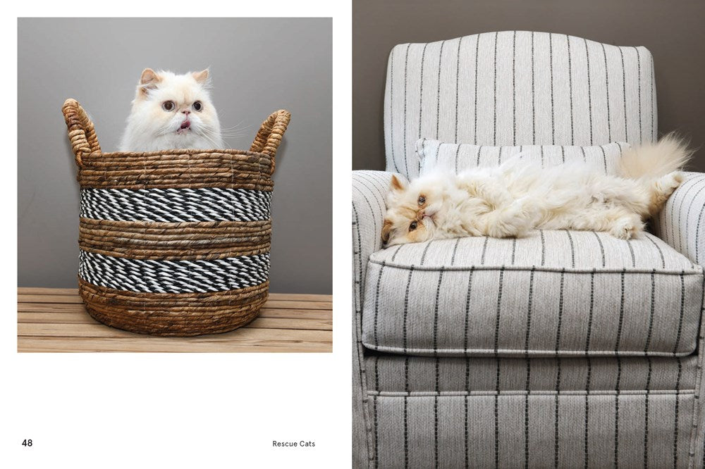 RESCUE CATS: PORTRAITS AND STORIES