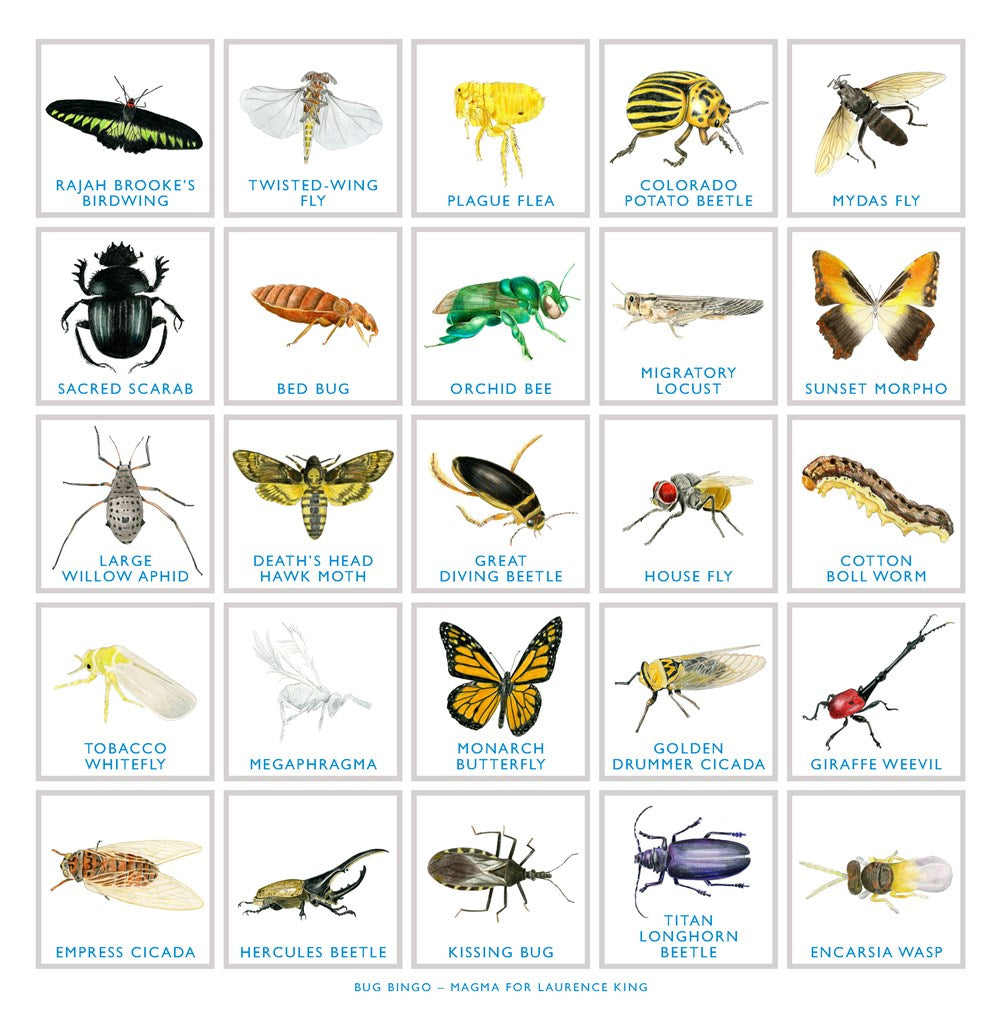 BUG BINGO