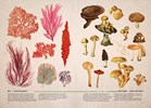 ILLUSTRATED BOTANY: THE VIRTUAL PLANT MUSEUM