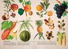 ILLUSTRATED BOTANY: THE VIRTUAL PLANT MUSEUM