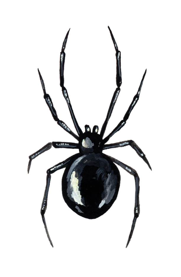 BLACK WIDOW TATTOO PAIR