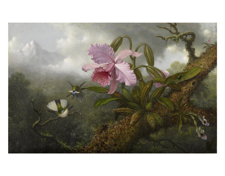 CATTLEYA ORCHID PRINT