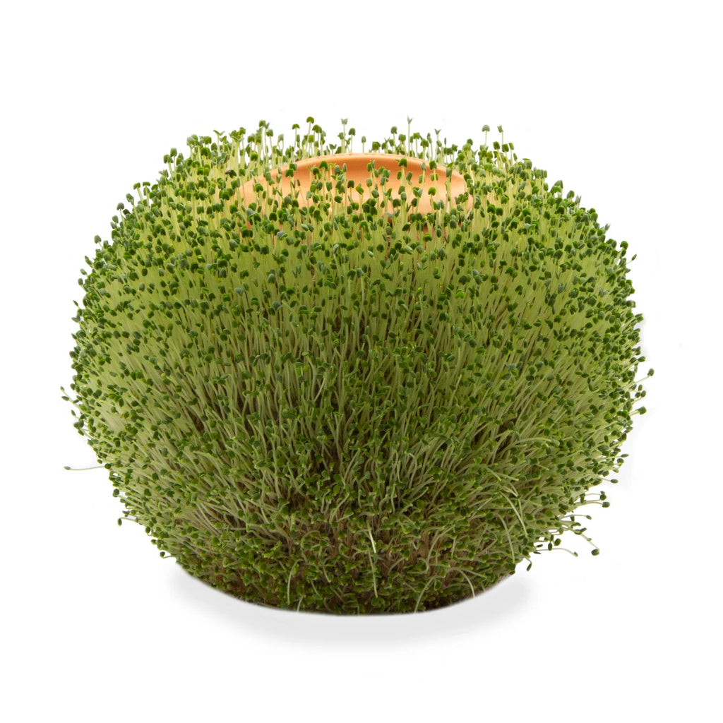 GREEN ORB PLANTER