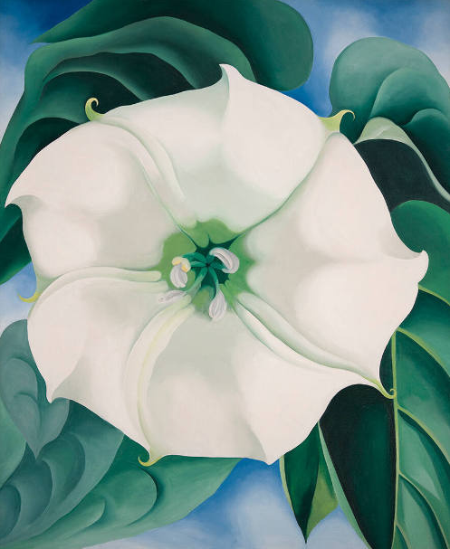 JIMSON WEED POSTCARD