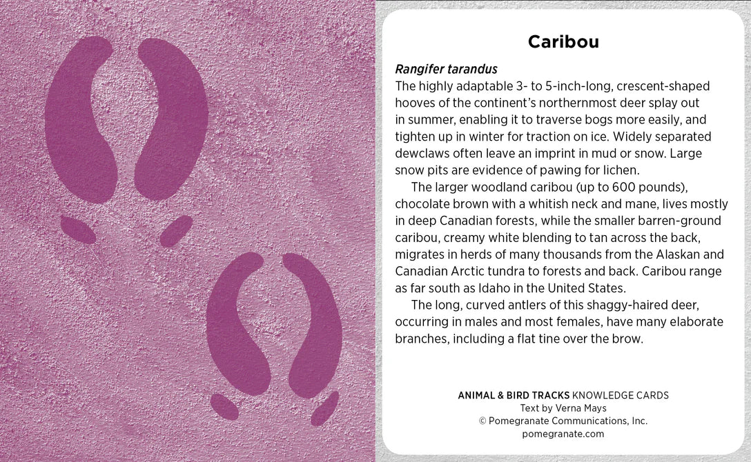 ANIMAL & BIRD TRACKS KNOWLEDGE CARDS