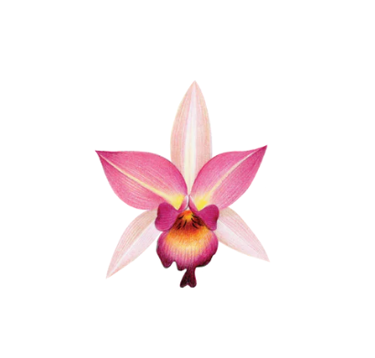 PINK ORCHID TATTOO PAIR