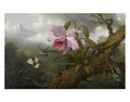 CATTLEYA ORCHID POSTCARD