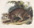 WILDCAT POSTCARD