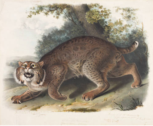 WILDCAT POSTCARD