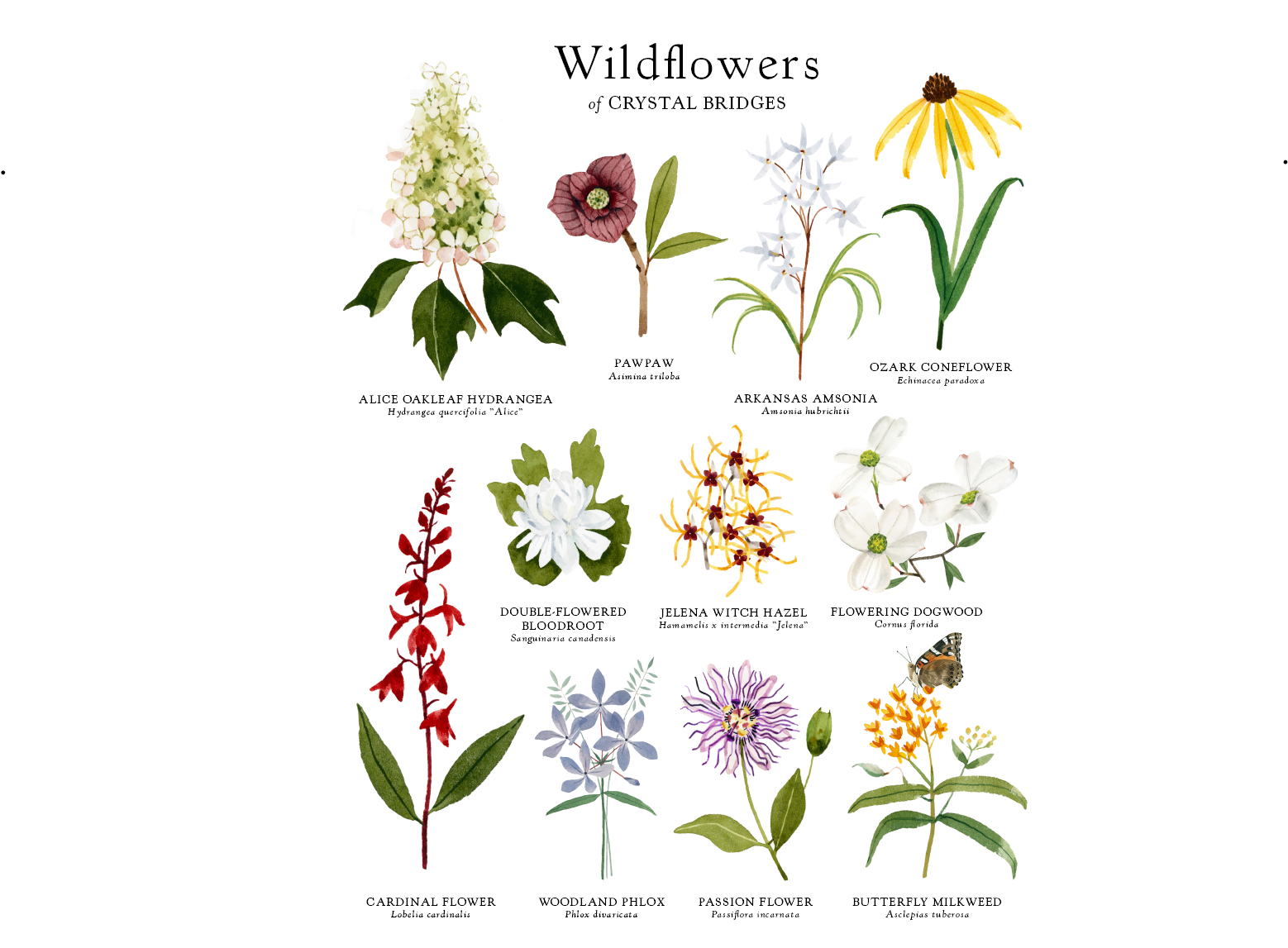 WILDFLOWERS AT CRYSTAL BRIDGES POSTCARD 5X7