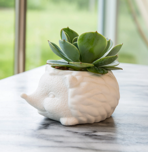 PRICKLES THE HEDGEHOG PLANTER
